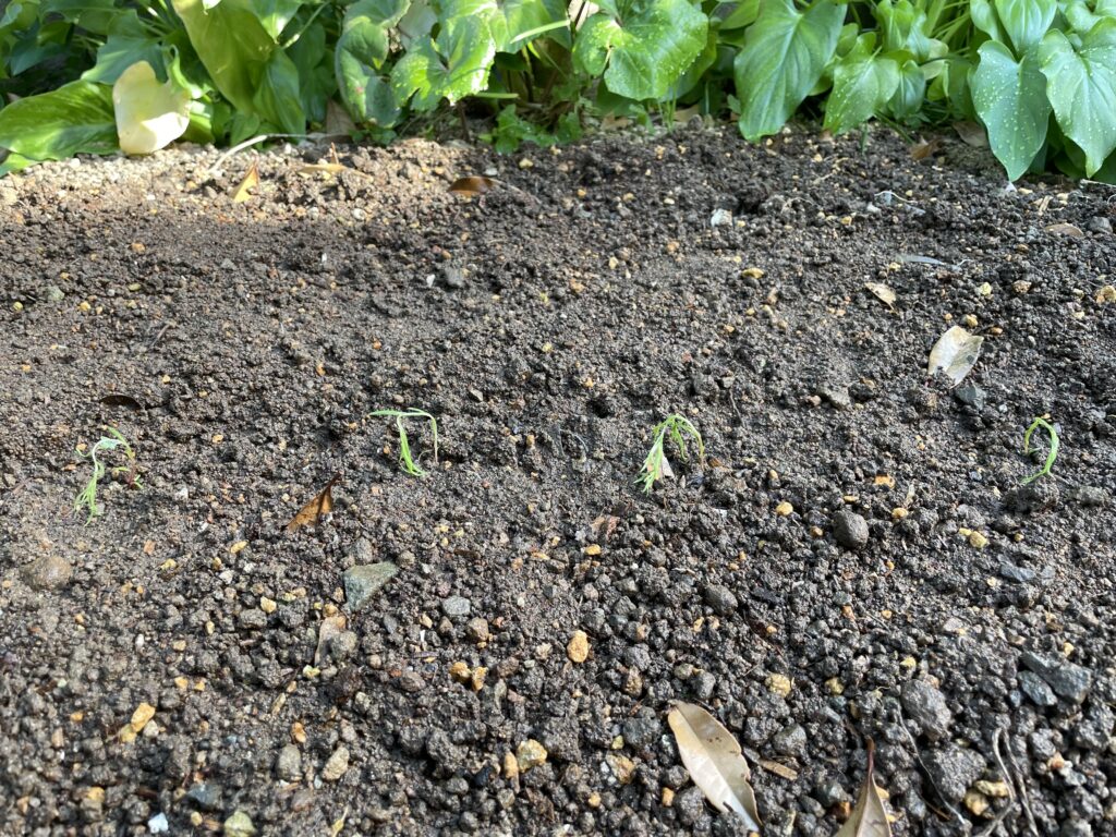 花壇に植えたコキア苗の画像