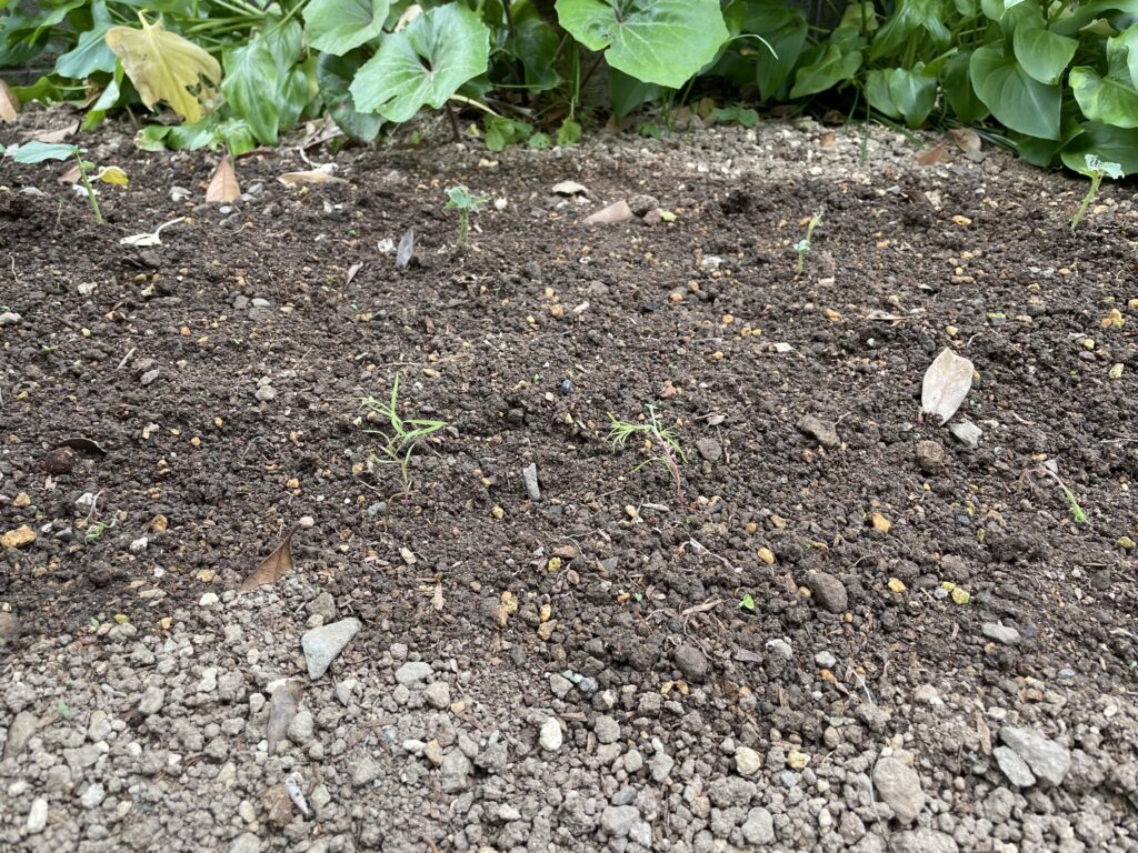 花壇に植えたコキア苗の画像