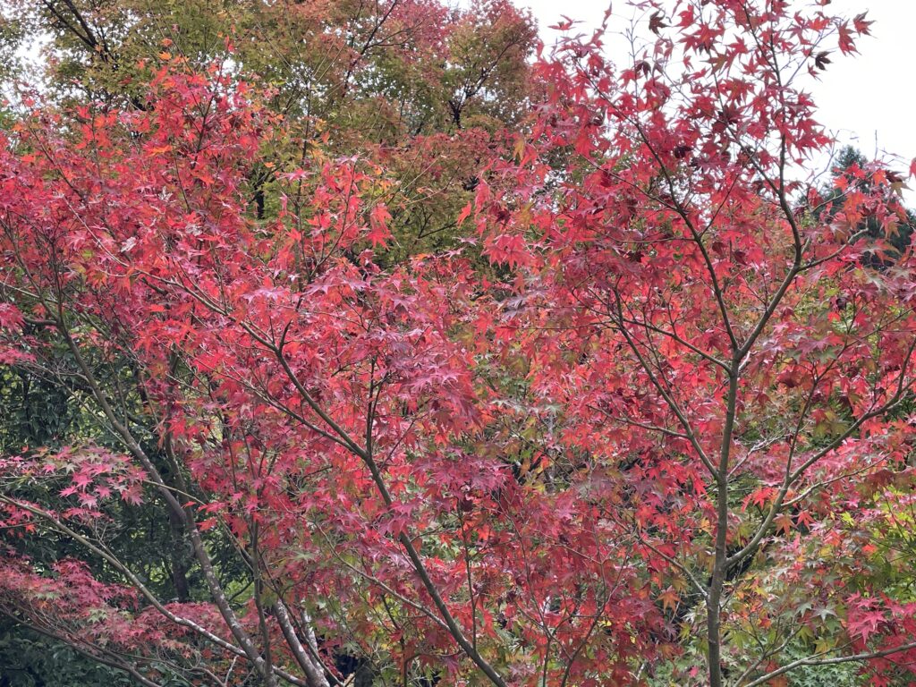 溪石園−８の画像